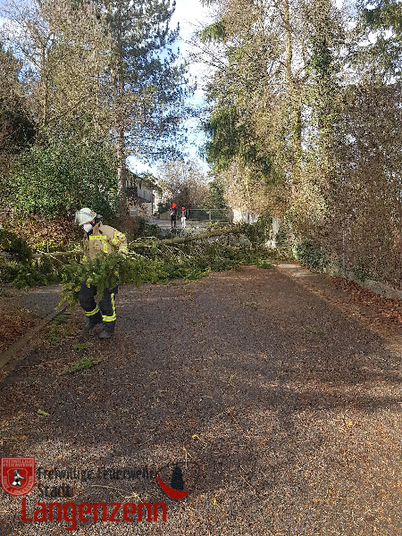 Mehrere Bäume auf der Straße