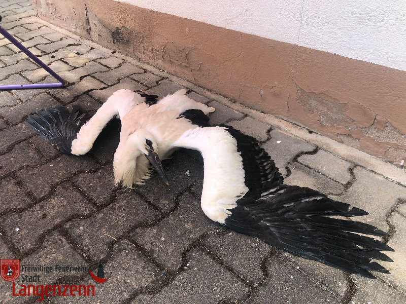 Kleintierrettung (Storch)