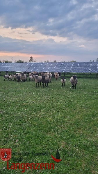 Schaf im Zaun